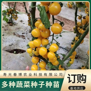 小西红柿苗 樱桃番茄种苗培育 果皮色泽亮 果实大小均匀