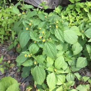 野生牛膝菊种子辣子草向阳花珍珠草铜锤草药食野菜一年生草本植物